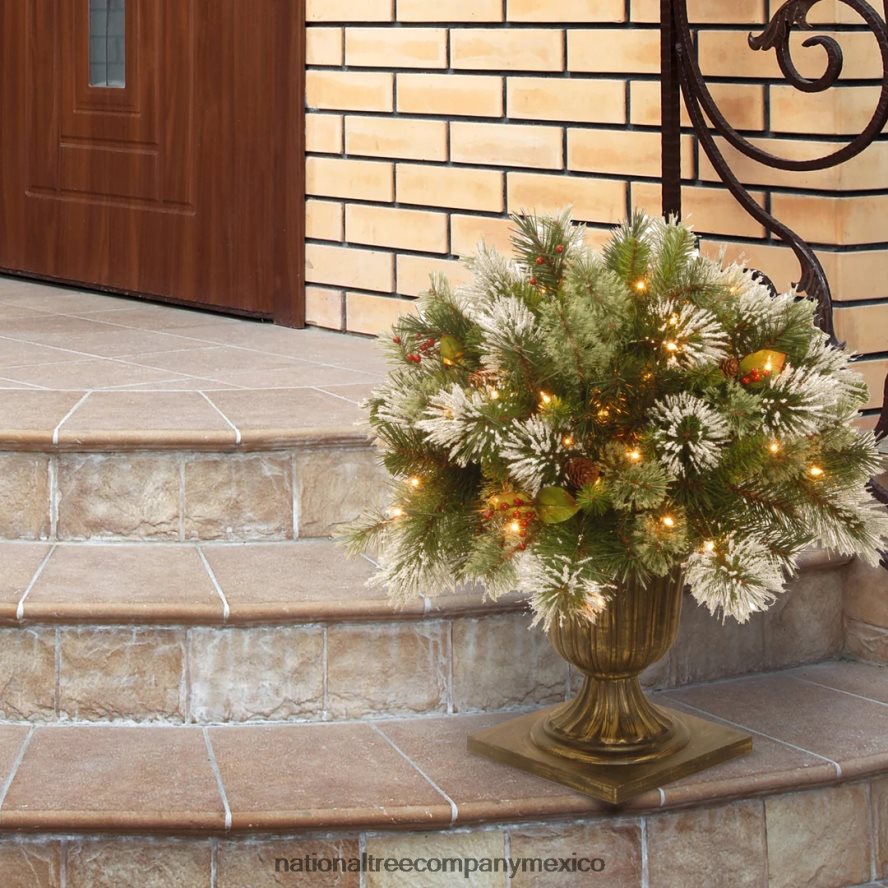 vegetación | mx National Tree Company Arbusto de porche de pino invernal de 24